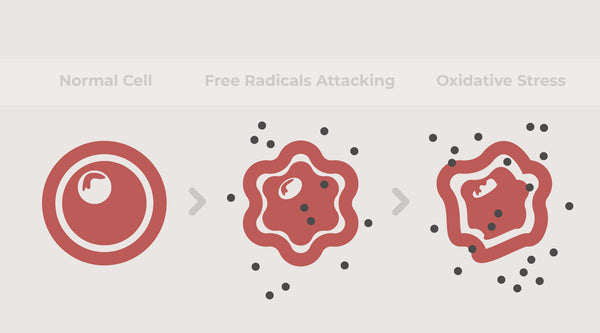 Free Radicals and Oxidative Stress: Everything You Need to Know