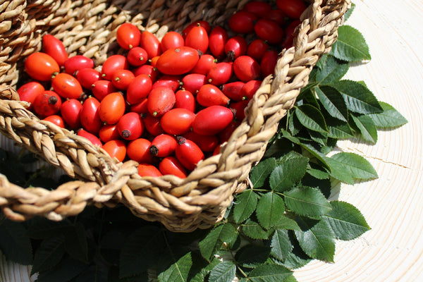 Rosehip Oil: Benefits and How to Use It